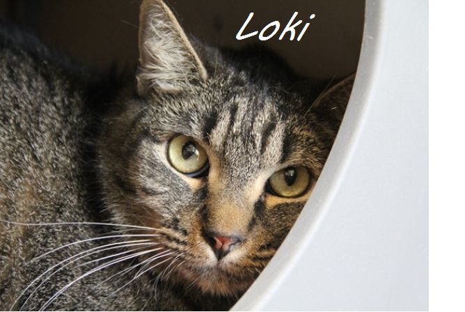 Adopt a friend: Loki